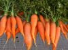 Sell Fresh Carrots