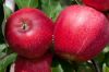 New season fresh red fuji apple