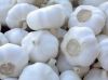 White Garlic