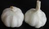 Sell chinese fresh garlic