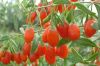 organic goji berries