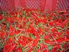 SELL FERSH SMALL RED CHILLI