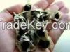 Moringa Seeds