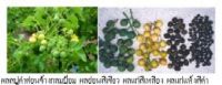 jatropha seeds for oil extractions