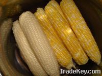  Maize | Maize Exporter | Corn Grain Seller | Maize Buyer | Bulk Maize Grain Importer | Corn bean Buyer | Corn bean Wholesaler | Corn Grain Manufacturer | Best Quality Corn Grain | Cheap Maize Supplier | Low Price Corn | Yellow Corn | White Cron | Baby Ma