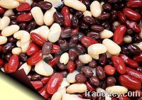 2012 Light Speckled Kidney Bean