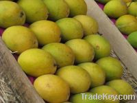 fresh Mango