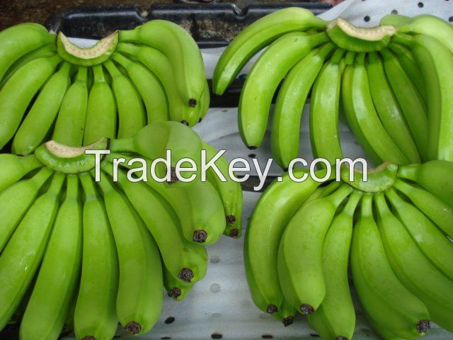 SUPER ECUADOR GREEN CAVENDISH BANANA