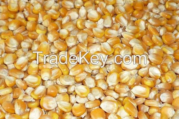 Yellow and White Corn, Dried Corn, Sweet Corn