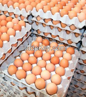 Fresh Farm Chicken White and Yellow  Eggs