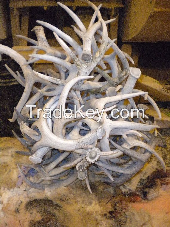 Grade A Naturally Shed Whole Red Deer Antlers