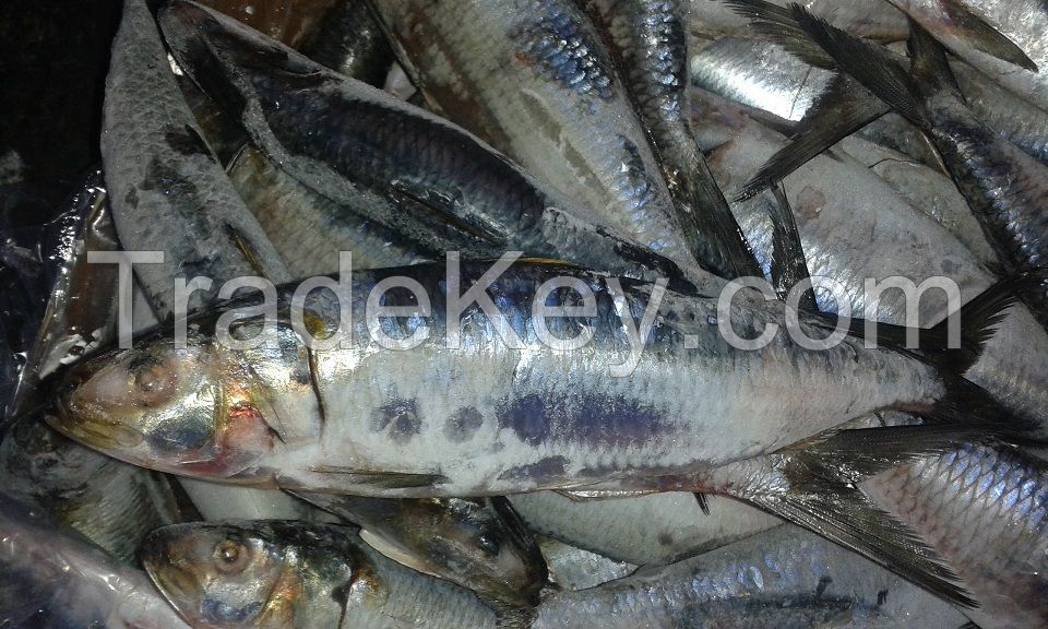 FROZEN SARDINES PILCHARDUS WHOLE ROUND