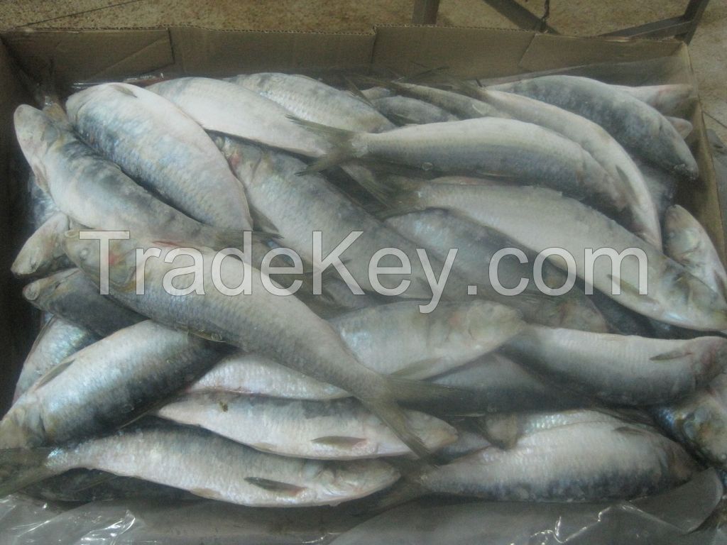 FROZEN SARDINELLA AURITA Whole Round