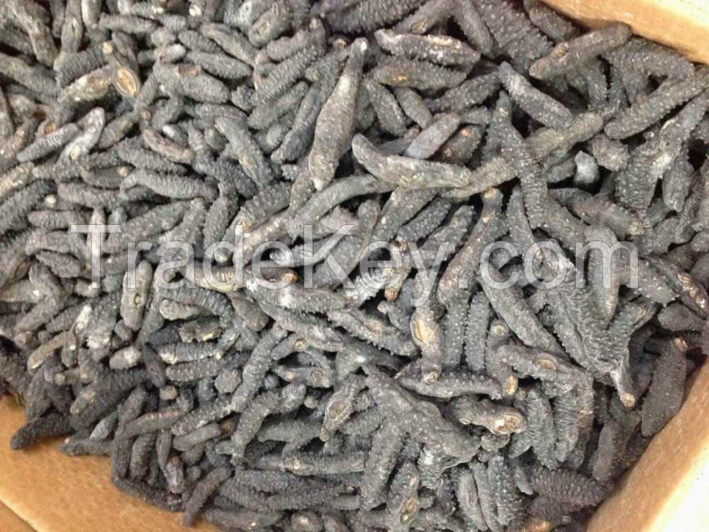 Dried Sea Cucumber - High Quality and Best Price 