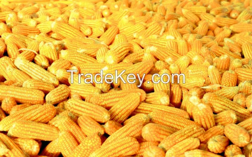 Dried Yellow Corn / Dried Yellow Maize / YELLOW MAIZE for ANIMAL FEED