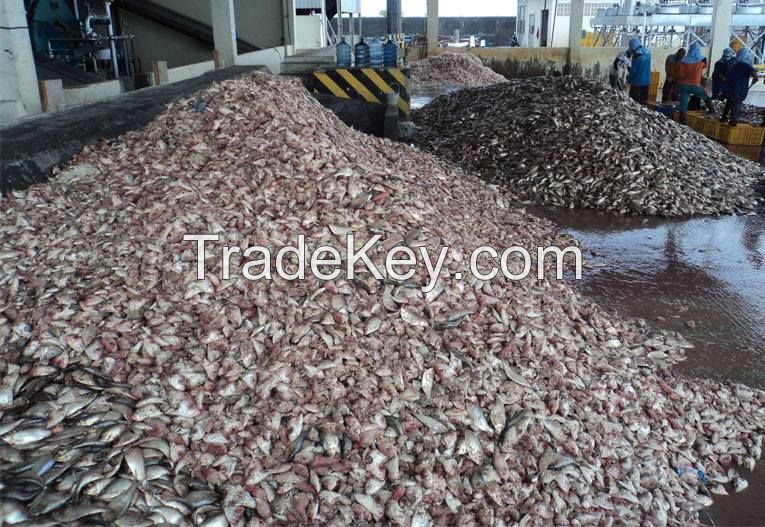 Used in feeds high quality low price 65% poultry bone fish meal