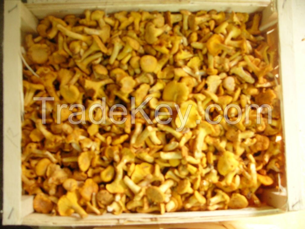 Chanterelles