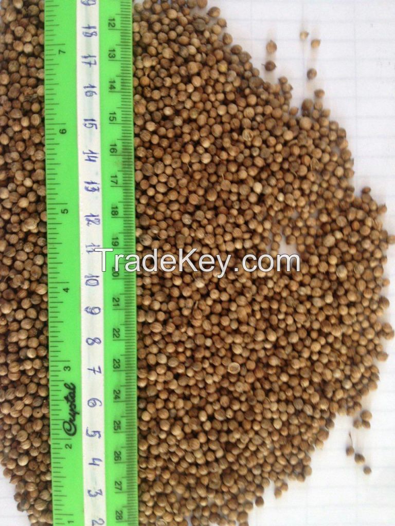 coriander seeds