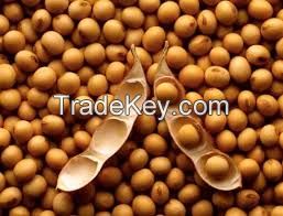 Soy Beans