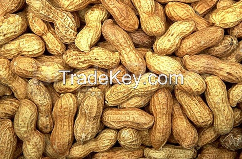 Groundnuts