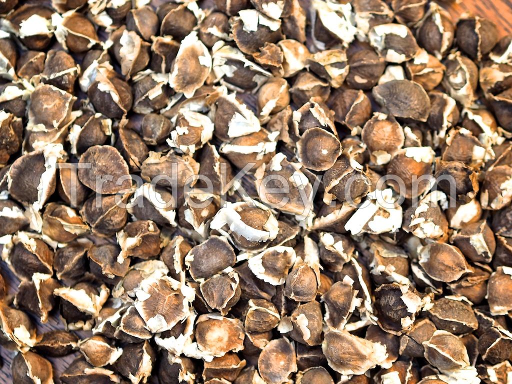 Moringa seeds