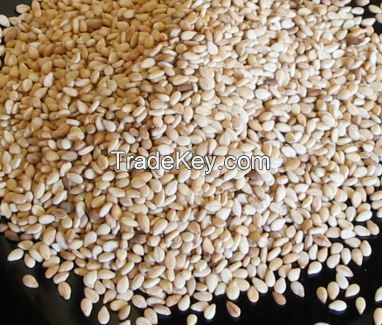 Sesame Seeds