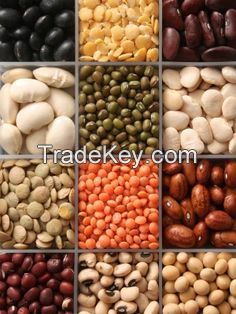 Medium White Kidney Beans White Kidney Beans