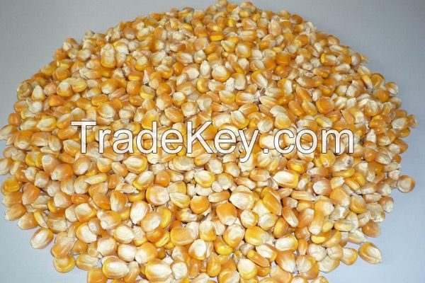 Yellow Corn