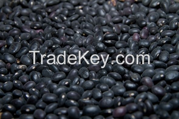 Black Kidney Beans