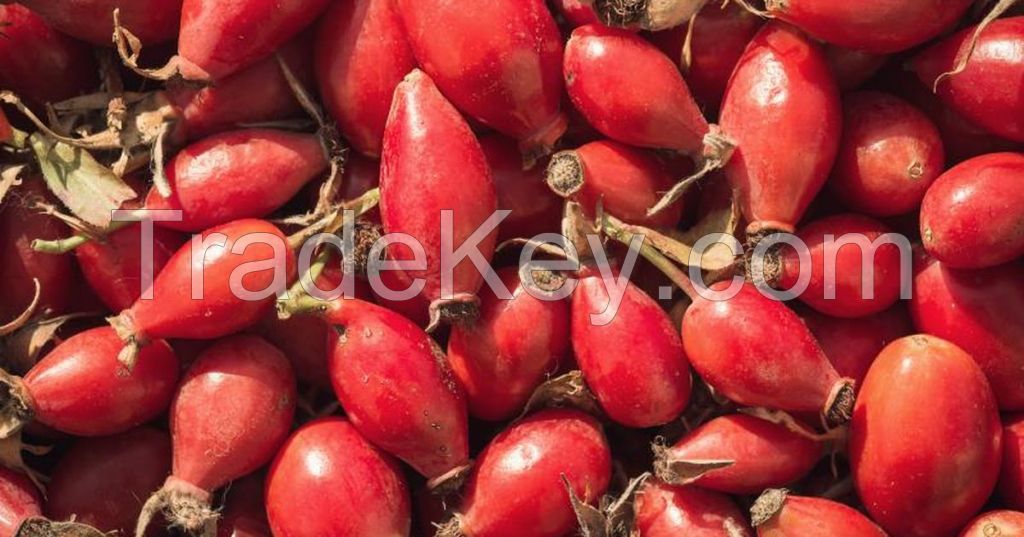 Rosehip - Rosa Canina