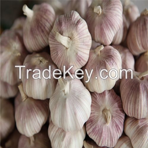 Garlic in packages of mesh bags