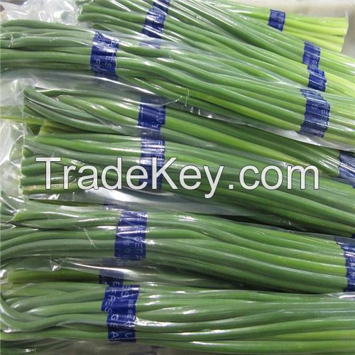 Young garlic shoot