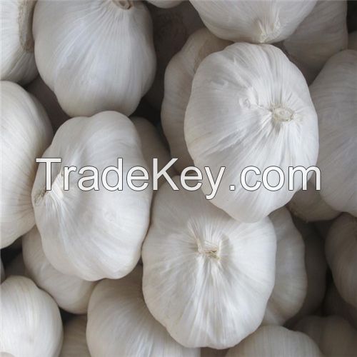 Pure white garlic in small package