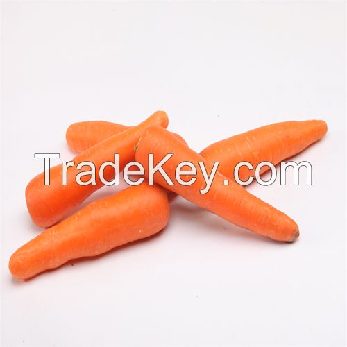 High Quality Hot Sell Carrot