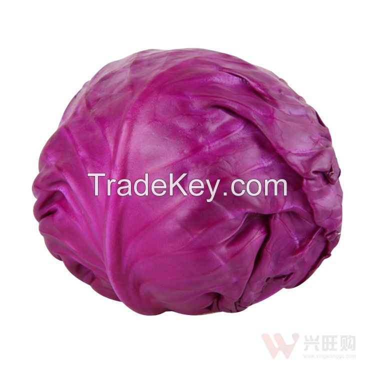 Hot Sale Natural Fresh Purple Cabbage