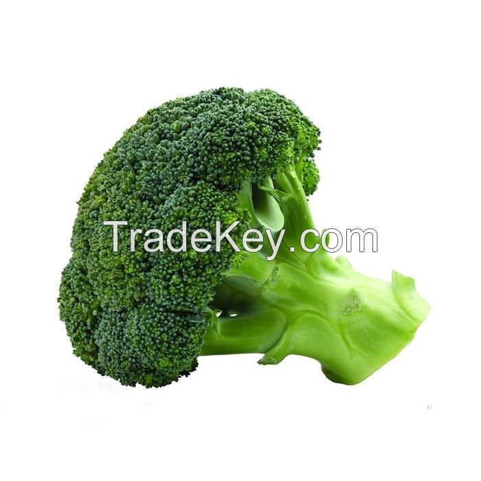 Hot Sale Natural Fresh Broccoli