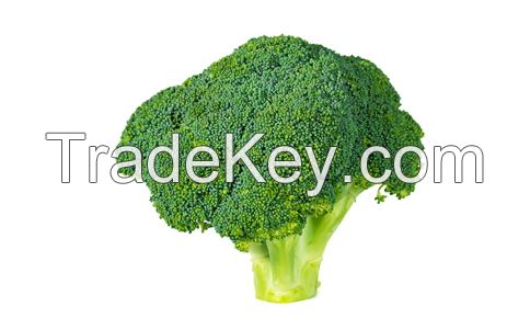 Natural Fresh Broccoli -High Quality