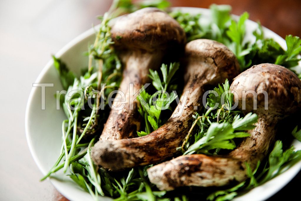 Matsutake Mushroom