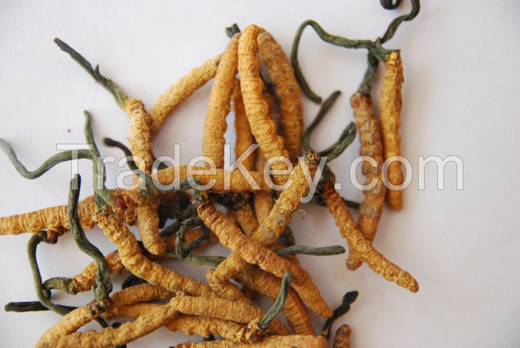 Wild Cordyceps