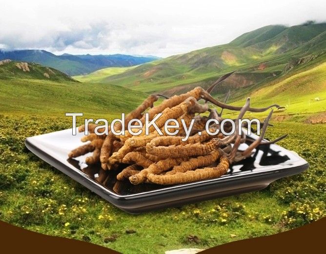 Wild Cordyceps