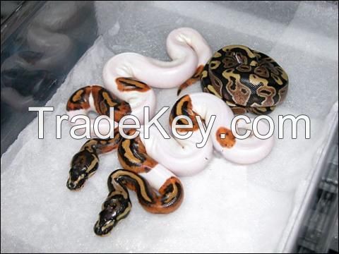 Piebald Ball Pythons