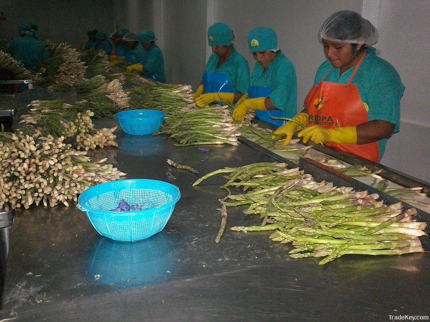 FRESH GREEN ASPARAGUS