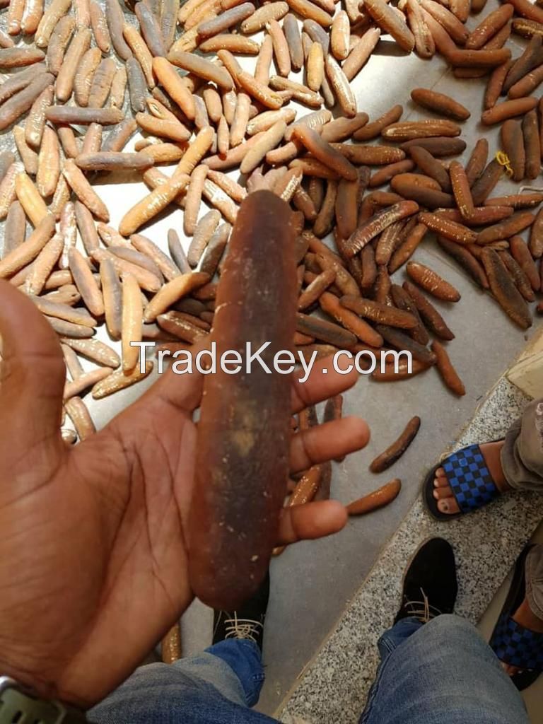 SEA CUCUMBER-Golden Sandfish (Holothuria lesson)