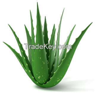 Aloe-Vera Leafs