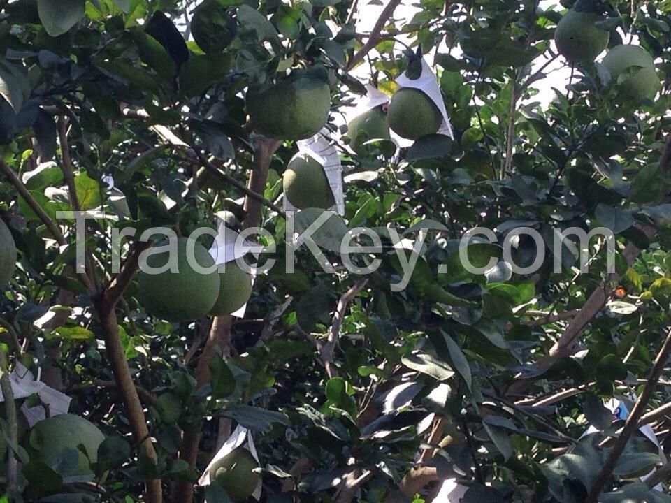 Fresh Green Skin Pomelo - Grapefruit with thin peel