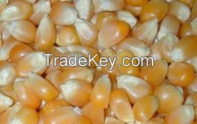 Yellow Corn &amp; White Corn For Sale 