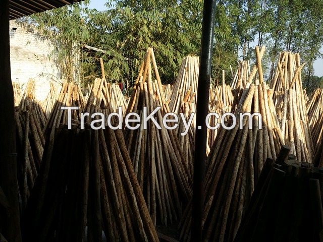 TREE SUPPORT POLE(+84 987 635 199)