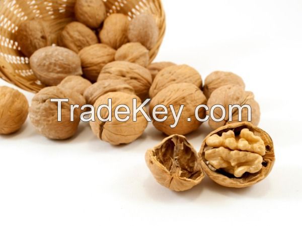 Organic Shelled Walnuts with Premium Quality