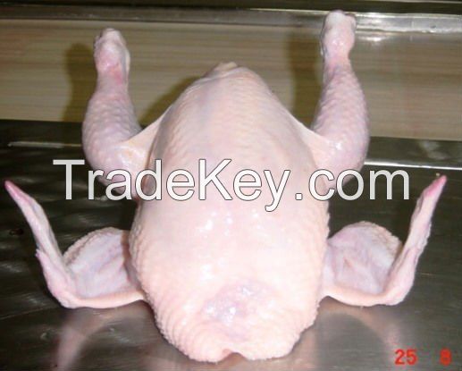 Top Quality Halal Frozen Whole Chicken Affordable Prices