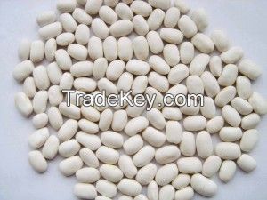 High Quality White Kidney Beans for Sale